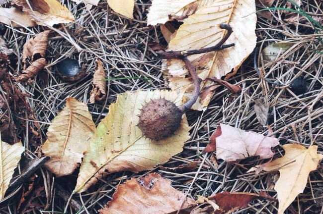 10405445_10205735626216387_8320761979713683346_n