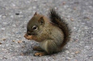 baby-squirrel