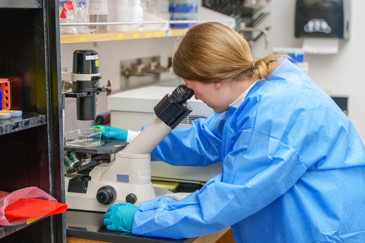 a student in a blue lab coat looks through a microscope in a research lab
